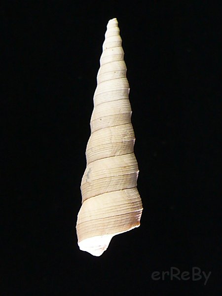 Turritella spirata (Brocchi, 1814).JPG